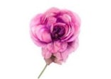 Gucci Silk Flower Brooch Pink